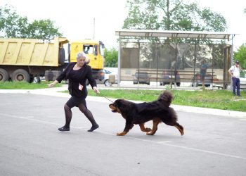 18.06.2022 САС выставка ранга Чемпион РКФ  «Краски Лета»  г.Оренбург